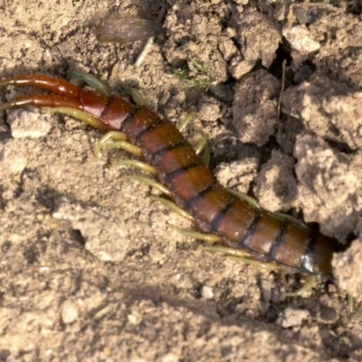 Cormocephalus aurantiipes (Orange-legged Centipede) at Mulligans Flat - 28 May 2018 by jbromilow50