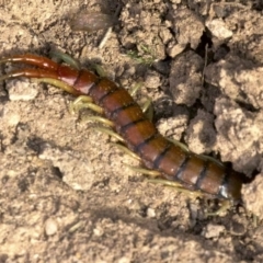 Cormocephalus aurantiipes (Orange-legged Centipede) at Forde, ACT - 28 May 2018 by jbromilow50