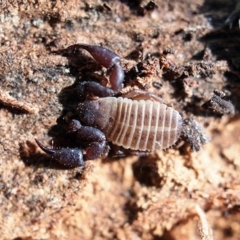 Conicochernes sp. (genus) (Chernetid Pseudoscorpion) at Macquarie, ACT - 4 May 2020 by Heino1