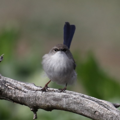 Malurus cyaneus (Superb Fairywren) at Hackett, ACT - 15 Jul 2020 by jb2602