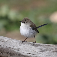 Malurus cyaneus at Hackett, ACT - 15 Jul 2020