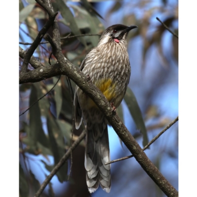 Anthochaera carunculata (Red Wattlebird) at Majura, ACT - 15 Jul 2020 by jb2602