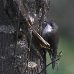 Cormobates leucophaea (White-throated Treecreeper) at Mount Ainslie - 15 Jul 2020 by jb2602