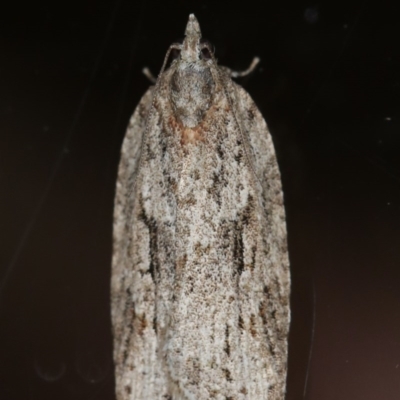 Acropolitis rudisana (Family Tortricinae) at Ainslie, ACT - 15 Jul 2020 by jb2602