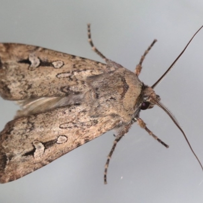 Agrotis infusa (Bogong Moth, Common Cutworm) at Ainslie, ACT - 15 Jul 2020 by jb2602