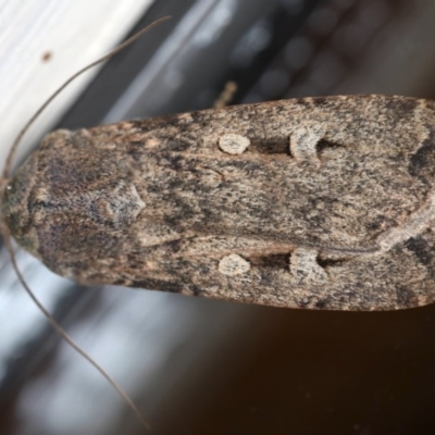 Agrotis infusa (Bogong Moth, Common Cutworm) at Ainslie, ACT - 15 Jul 2020 by jb2602