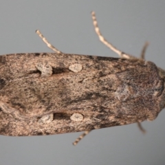 Agrotis infusa at Ainslie, ACT - 15 Jul 2020