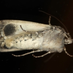 Agrotis infusa at Ainslie, ACT - 15 Jul 2020