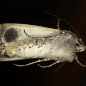 Agrotis infusa at Ainslie, ACT - 15 Jul 2020 06:54 PM