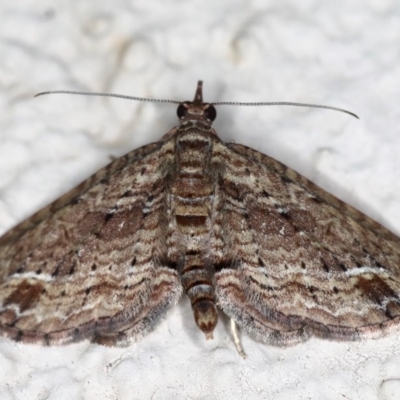 Chloroclystis filata (Filata Moth, Australian Pug Moth) at Ainslie, ACT - 15 Jul 2020 by jbromilow50