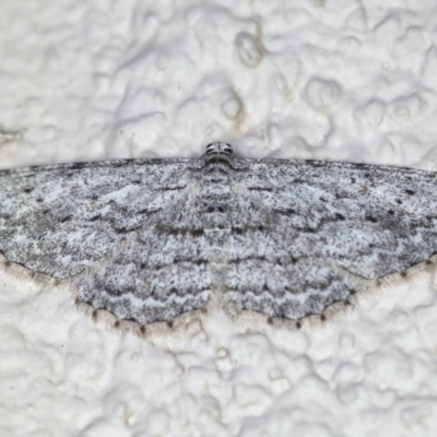 Phelotis cognata (Long-fringed Bark Moth) at Ainslie, ACT - 15 Jul 2020 by jb2602