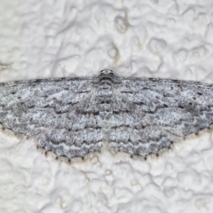 Phelotis cognata (Long-fringed Bark Moth) at Ainslie, ACT - 15 Jul 2020 by jbromilow50