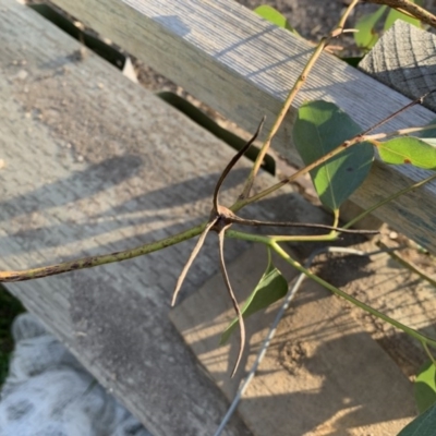 Apiomorpha munita (Four horned Gum-tree Gall) at Quaama, NSW - 17 May 2020 by FionaG