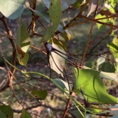 Apiomorpha munita at Quaama, NSW - 17 May 2020