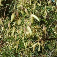 Clematis leptophylla (Small-leaf Clematis, Old Man's Beard) at O'Malley, ACT - 29 Jul 2020 by Mike