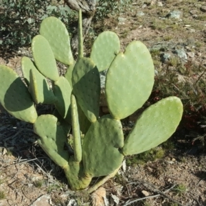 Opuntia ficus-indica at O'Malley, ACT - 29 Jul 2020