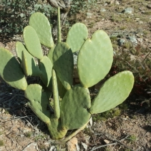 Opuntia ficus-indica at O'Malley, ACT - 29 Jul 2020 06:30 PM