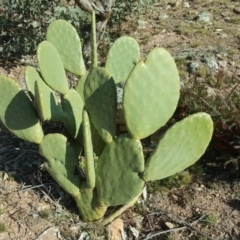 Opuntia ficus-indica (Indian Fig, Spineless Cactus) at Scrivener Hill - 29 Jul 2020 by Mike