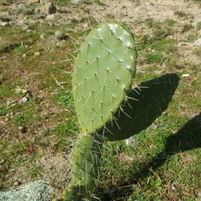 Opuntia sp. (Prickly Pear) at O'Malley, ACT - 29 Jul 2020 by Mike