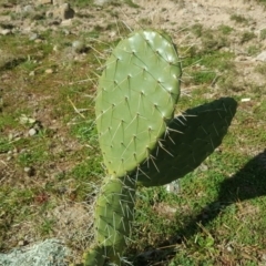 Opuntia sp. (Prickly Pear) at Scrivener Hill - 29 Jul 2020 by Mike