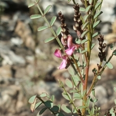 Indigofera adesmiifolia (Tick Indigo) at Scrivener Hill - 29 Jul 2020 by Mike