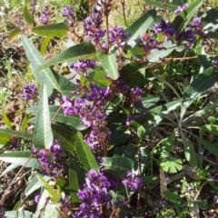 Hardenbergia violacea (False Sarsaparilla) at O'Malley, ACT - 29 Jul 2020 by Mike