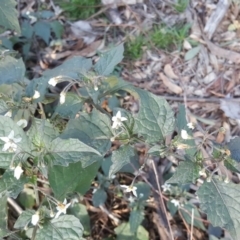 Solanum nigrum (Black Nightshade) at Scrivener Hill - 29 Jul 2020 by Mike