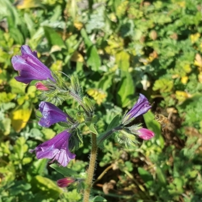 Echium plantagineum (Paterson's Curse) at O'Malley, ACT - 29 Jul 2020 by Mike