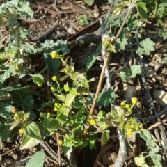 Galinsoga parviflora (Potato Weed) at Scrivener Hill - 29 Jul 2020 by Mike