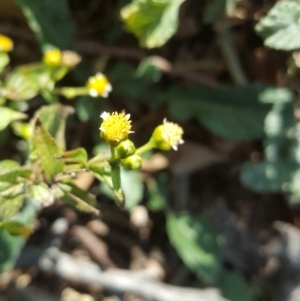 Galinsoga parviflora at O'Malley, ACT - 29 Jul 2020