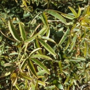 Passiflora caerulea at O'Malley, ACT - 29 Jul 2020