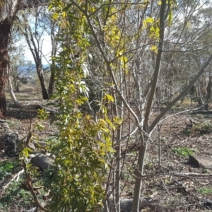 Passiflora caerulea at O'Malley, ACT - 29 Jul 2020