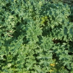 Silybum marianum (Variegated Thistle) at Scrivener Hill - 29 Jul 2020 by Mike