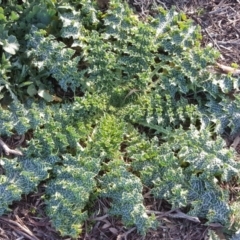 Silybum marianum at O'Malley, ACT - 29 Jul 2020 07:26 PM