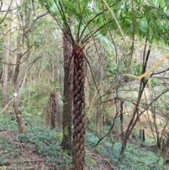 Cyathea australis subsp. australis (Rough Tree Fern) at Wattamolla, NSW - 29 Jul 2020 by Brinwats