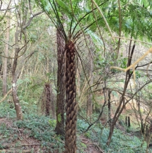 Cyathea australis subsp. australis at Wattamolla, NSW - 29 Jul 2020