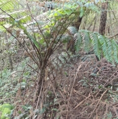 Cyathea leichhardtiana (Prickly Tree Fern) at Wattamolla, NSW - 29 Jul 2020 by Brinwats