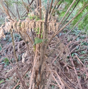 Cyathea leichhardtiana at Wattamolla, NSW - 29 Jul 2020