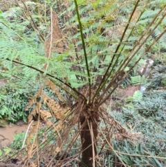 Dicksonia antarctica (Soft Treefern) at Wattamolla, NSW - 29 Jul 2020 by Brinwats