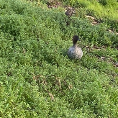 Chenonetta jubata (Australian Wood Duck) at Moss Vale - 29 Jul 2020 by KarenG