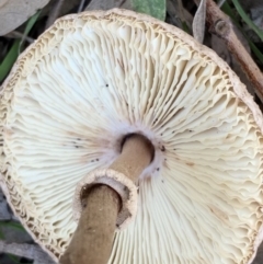 Macrolepiota clelandii (Macrolepiota clelandii) at Black Range, NSW - 30 Jul 2020 by StephH