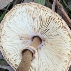 Macrolepiota clelandii at Black Range, NSW - 30 Jul 2020