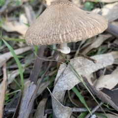 Macrolepiota clelandii at Black Range, NSW - 30 Jul 2020