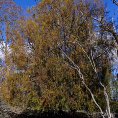 Exocarpos cupressiformis (Cherry Ballart) at Aranda, ACT - 30 Jul 2020 by Kurt