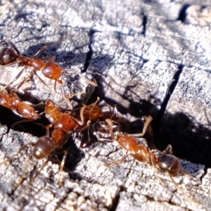 Papyrius nitidus at Holt, ACT - 30 Jul 2020