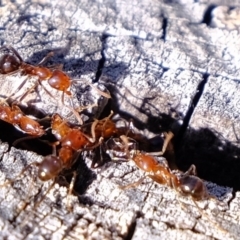 Papyrius nitidus at suppressed - 30 Jul 2020