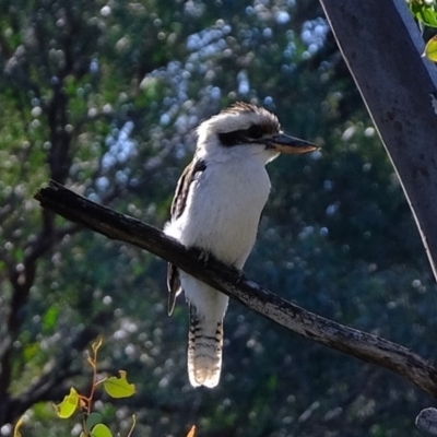 Dacelo novaeguineae (Laughing Kookaburra) at Aranda, ACT - 30 Jul 2020 by Kurt