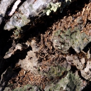 Papyrius nitidus at Holt, ACT - 30 Jul 2020