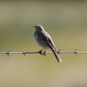 Anthus australis at Paddys River, ACT - 29 Jul 2020 12:00 PM