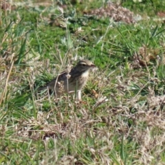 Anthus australis at Paddys River, ACT - 29 Jul 2020